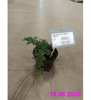 Cotoneaster micr. 'Streib's Findling' C 1 L